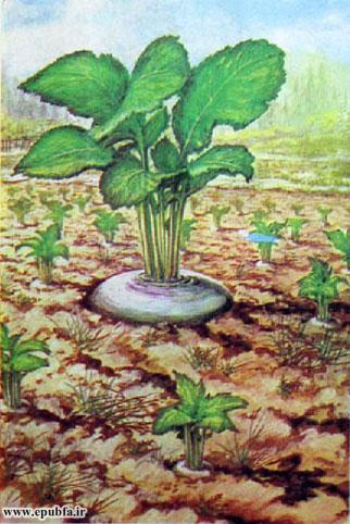 شلغم خیلیخیلی بزرگی را وسط بقیه شلغمها دید